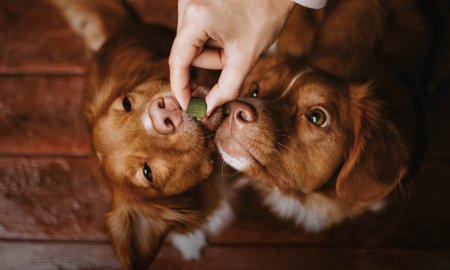 Die 10 besten Belohnungsleckerlis für Hunde