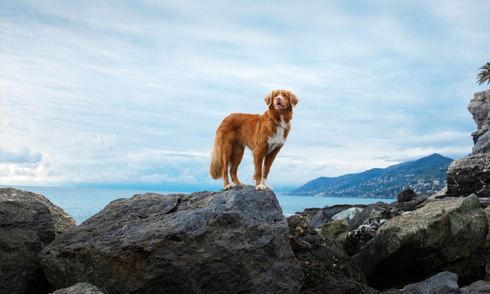 Die 10 besten Hundesnacks des Jahres 2024