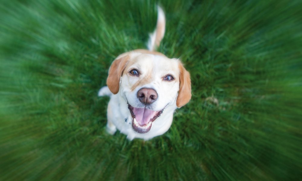 Deinen Hund im Freien aktiv werden lassen? Dann verwende diese Trainingssnacks!